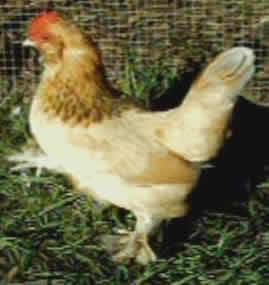 Blue Buff Columbian hen